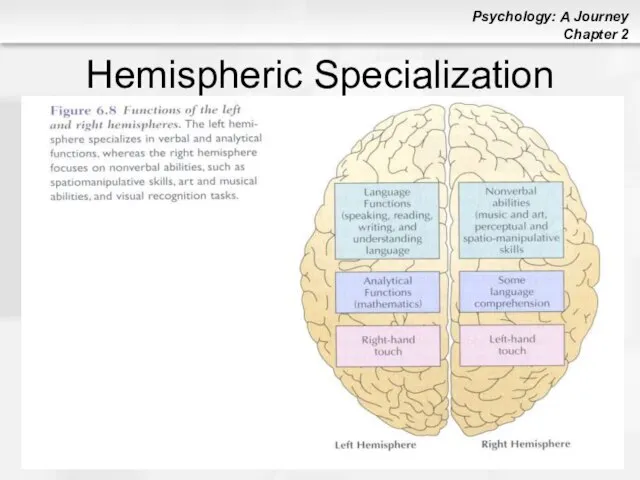 Hemispheric Specialization