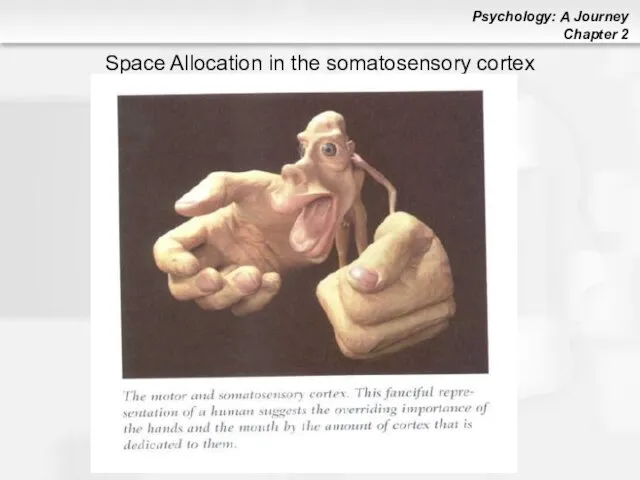 Space Allocation in the somatosensory cortex