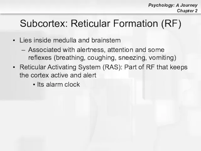 Subcortex: Reticular Formation (RF) Lies inside medulla and brainstem Associated with