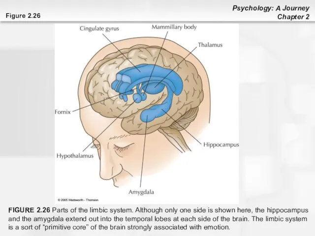 Figure 2.26 FIGURE 2.26 Parts of the limbic system. Although only