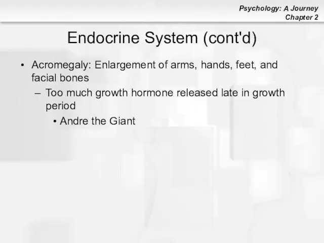 Endocrine System (cont'd) Acromegaly: Enlargement of arms, hands, feet, and facial