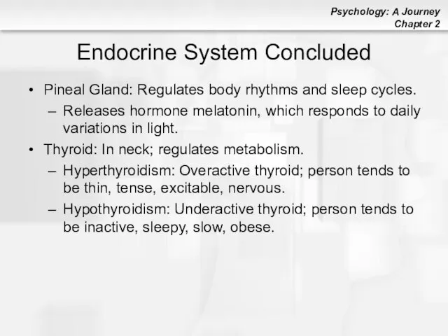 Endocrine System Concluded Pineal Gland: Regulates body rhythms and sleep cycles.