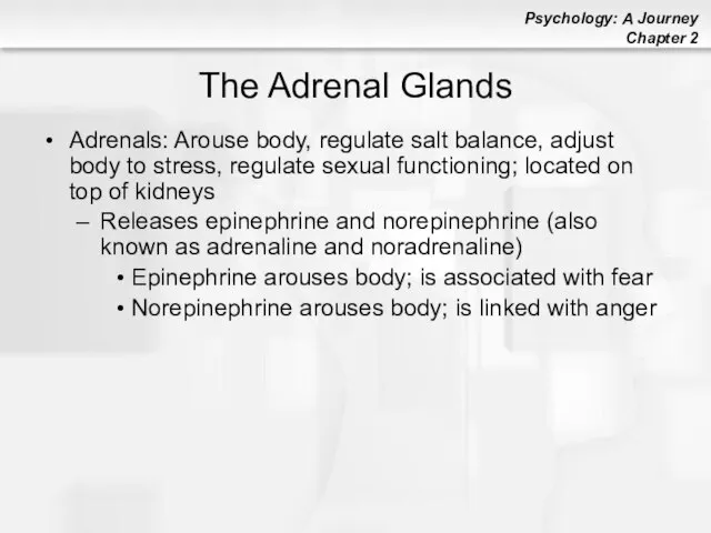 The Adrenal Glands Adrenals: Arouse body, regulate salt balance, adjust body