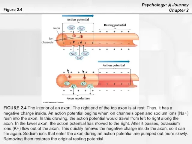 Figure 2.4 FIGURE 2.4 The interior of an axon. The right