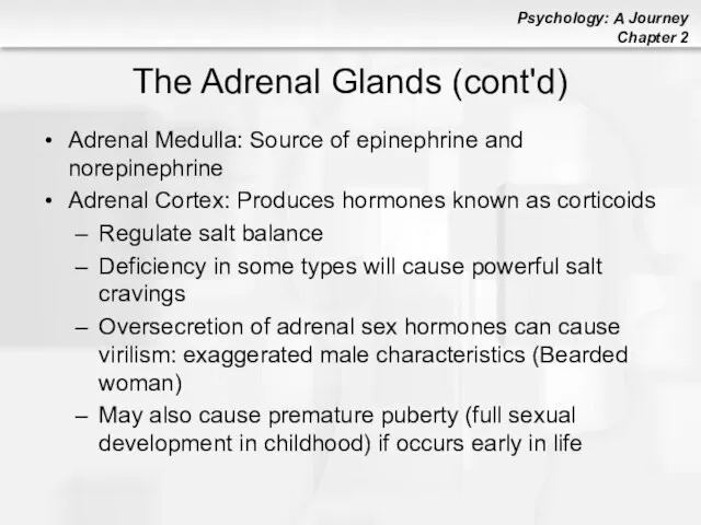 The Adrenal Glands (cont'd) Adrenal Medulla: Source of epinephrine and norepinephrine