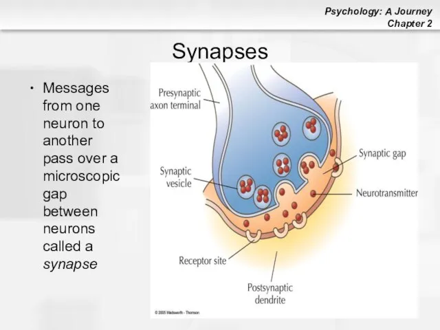 Synapses Messages from one neuron to another pass over a microscopic