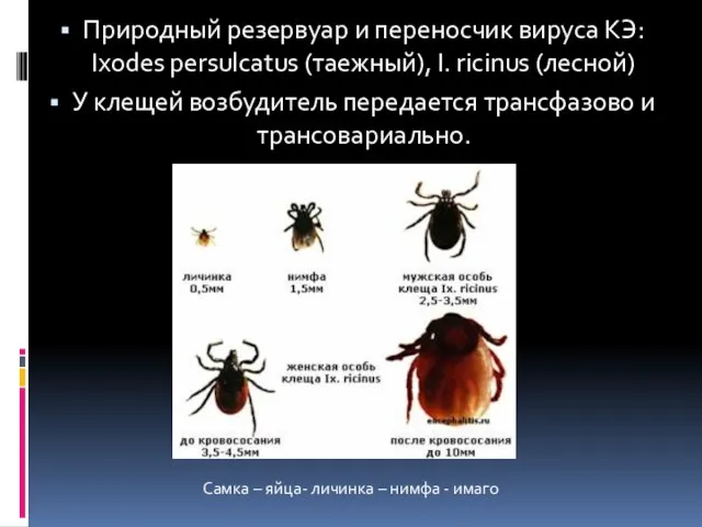 Природный резервуар и переносчик вируса КЭ: Ixodes persulcatus (таежный), I. ricinus