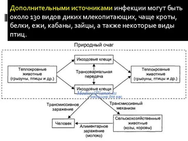 Дополнительными источниками инфекции могут быть около 130 видов диких млекопитающих, чаще