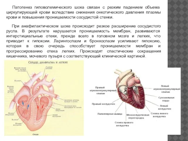 Патогенез гиповолемического шока связан с резким падением объема циркулирующей крови вследствие