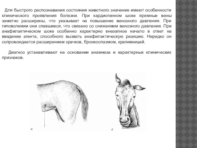 Для быстрого распознавания состояния животного значение имеют особенности клинического проявления болезни.