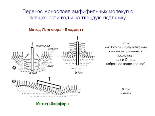 Перенос монослоев амфифильных молекул с поверхности воды на твердую подложку Метод