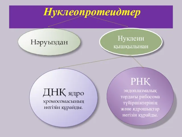 Нуклеопротеидтер Нәруыздан Нуклеин қышқылынан ДНҚ ядро хромосомасының негізін құрайды. РНҚ эндоплазмалық