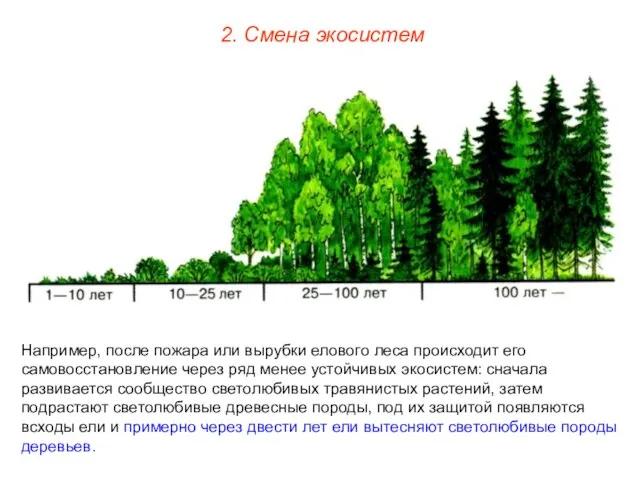 2. Смена экосистем Например, после пожара или вырубки елового леса происходит