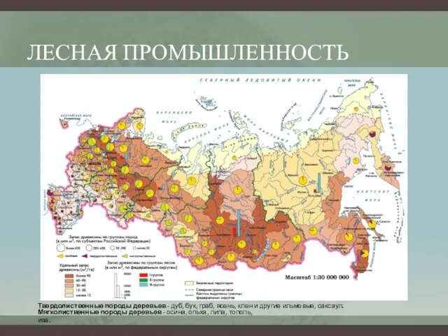 ЛЕСНАЯ ПРОМЫШЛЕННОСТЬ Твердолиственные породы деревьев - дуб, бук, граб, ясень, клен