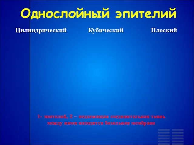 Цилиндрический Плоский Кубический 1- эпителий, 2 – подлежащая соединительная ткань между