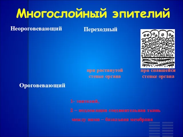 Ороговевающий Неороговевающий Переходный при растянутой стенке органа при спавшейся стенке органа