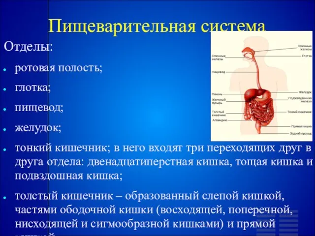 Пищеварительная система Отделы: ротовая полость; глотка; пищевод; желудок; тонкий кишечник; в