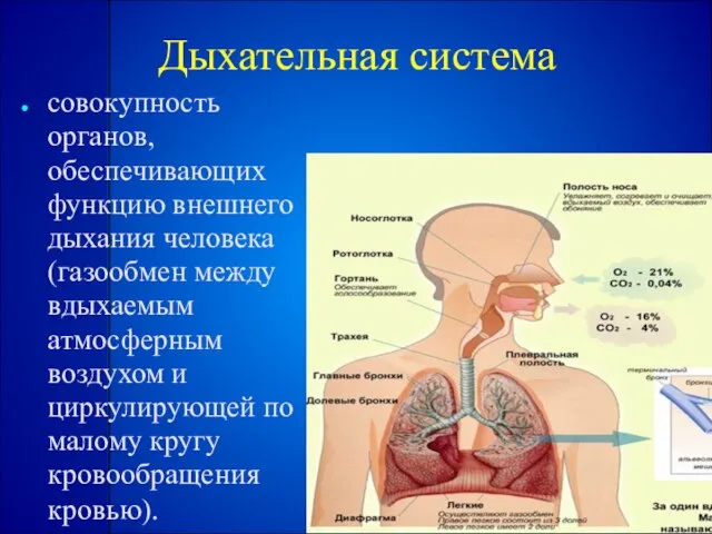 Дыхательная система совокупность органов, обеспечивающих функцию внешнего дыхания человека (газообмен между