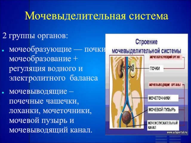 Мочевыделительная система 2 группы органов: мочеобразующие — почки: мочеобразование + регуляция