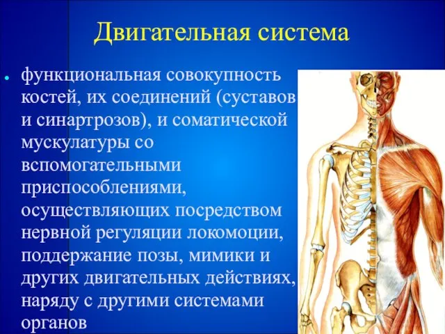 Двигательная система функциональная совокупность костей, их соединений (суставов и синартрозов), и