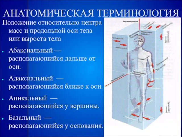 АНАТОМИЧЕСКАЯ ТЕРМИНОЛОГИЯ Положение относительно центра масс и продольной оси тела или