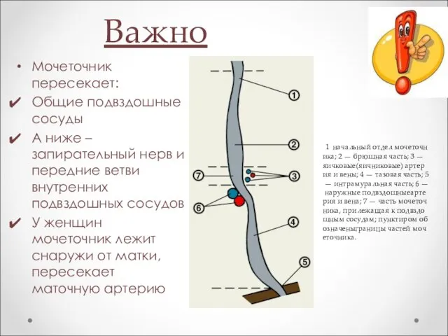 Важно Мочеточник пересекает: Общие подвздошные сосуды А ниже – запирательный нерв