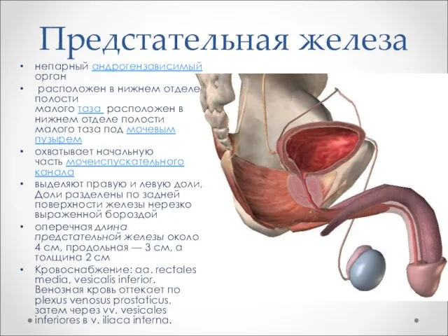 Предстательная железа непарный андрогензависимый орган расположен в нижнем отделе полости малого