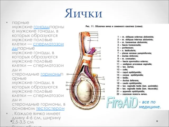 Яички парные мужские гонадыпарные мужские гонады, в которых образуются мужские половые