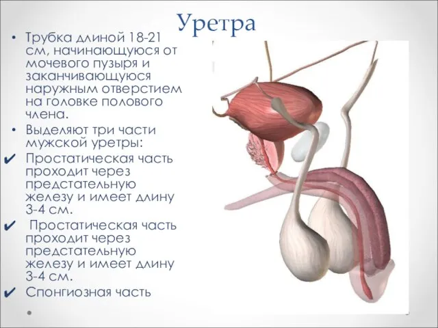 Уретра Трубка длиной 18-21 см, начинающуюся от мочевого пузыря и заканчивающуюся