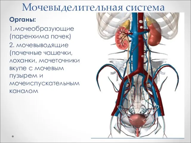 Мочевыделительная система Органы: 1.мочеобразующие (паренхима почек) 2. мочевыводящие (почечные чашечки, лоханки,