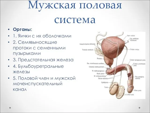 Мужская половая система Органы: 1. Яички с их оболочками 2. Семявыносящие