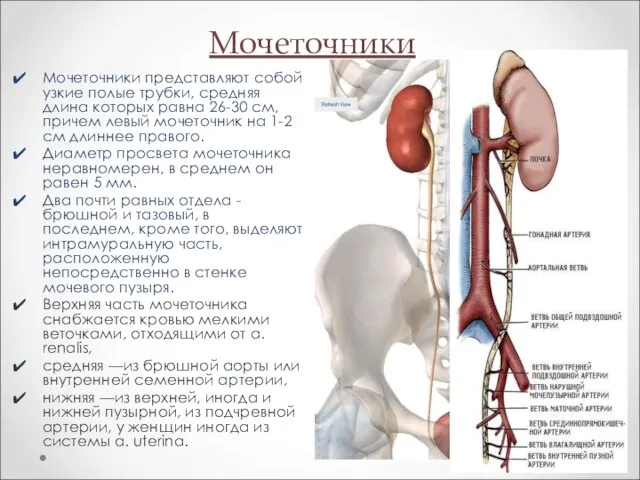 Мочеточники Мочеточники представляют собой узкие полые трубки, средняя длина которых равна