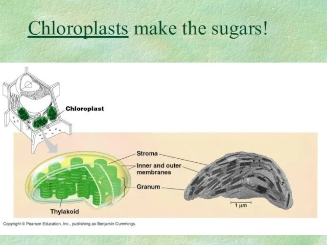 Chloroplasts make the sugars!