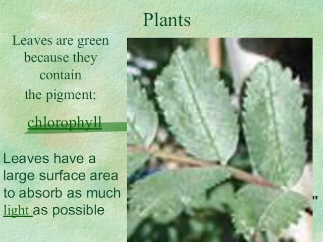 Plants Leaves are green because they contain the pigment: chlorophyll Leaves