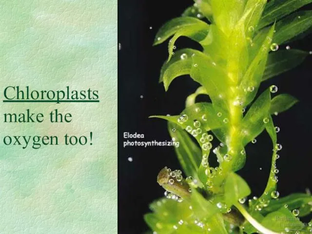Chloroplasts make the oxygen too!