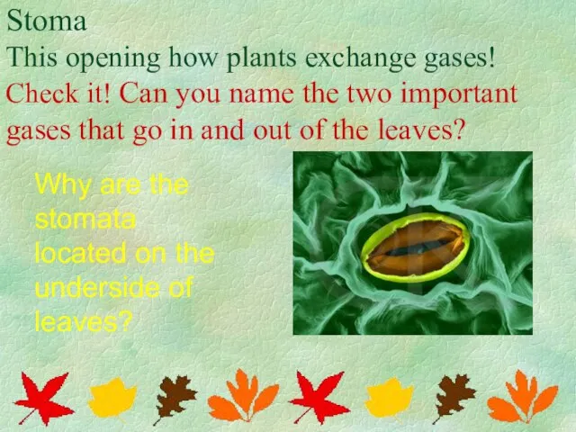 Stoma This opening how plants exchange gases! Check it! Can you
