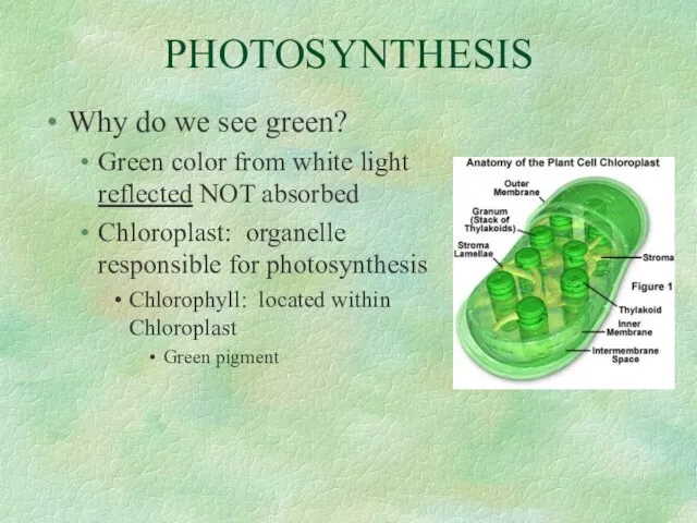 PHOTOSYNTHESIS Why do we see green? Green color from white light