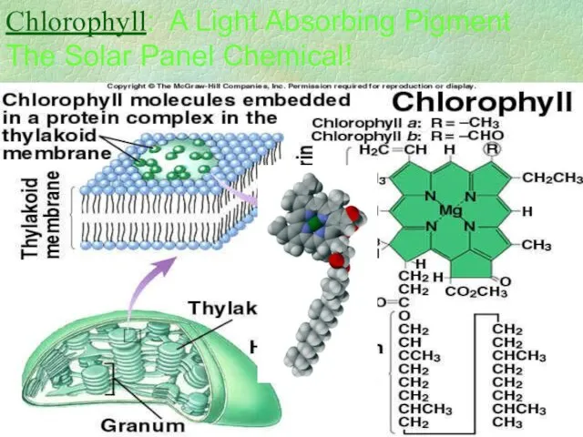 Chlorophyll: A Light Absorbing Pigment The Solar Panel Chemical!