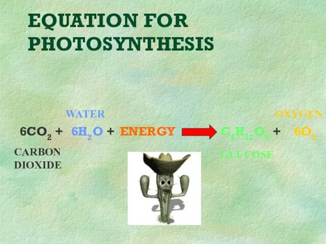EQUATION FOR PHOTOSYNTHESIS 6CO2 + 6H2O + ENERGY C6H12O6 + 6O2 CARBON DIOXIDE WATER GLUCOSE OXYGEN