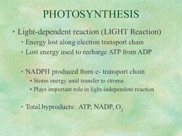 PHOTOSYNTHESIS Light-dependent reaction (LIGHT Reaction) Energy lost along electron transport chain