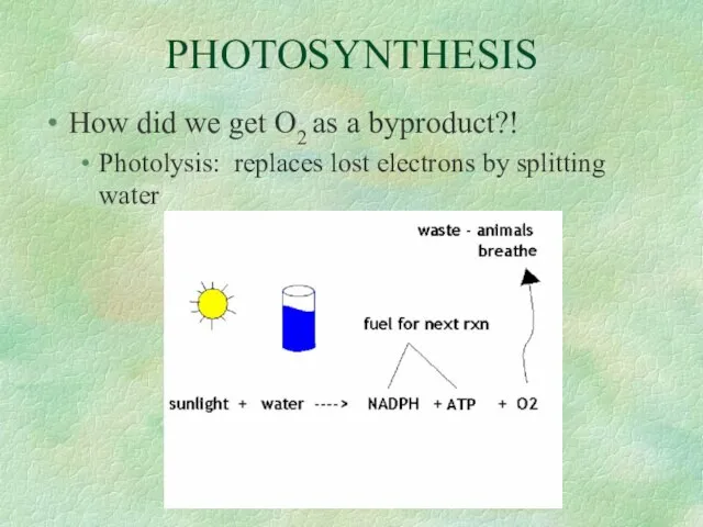 PHOTOSYNTHESIS How did we get O2 as a byproduct?! Photolysis: replaces lost electrons by splitting water