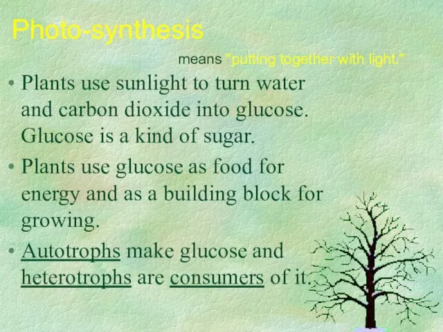 Plants use sunlight to turn water and carbon dioxide into glucose.