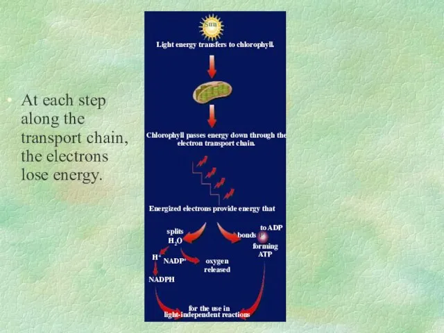 Sun Chlorophyll passes energy down through the electron transport chain. for