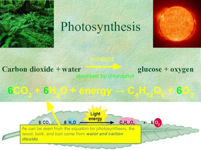 Photosynthesis Carbon dioxide + water glucose + oxygen sunlight absorbed by