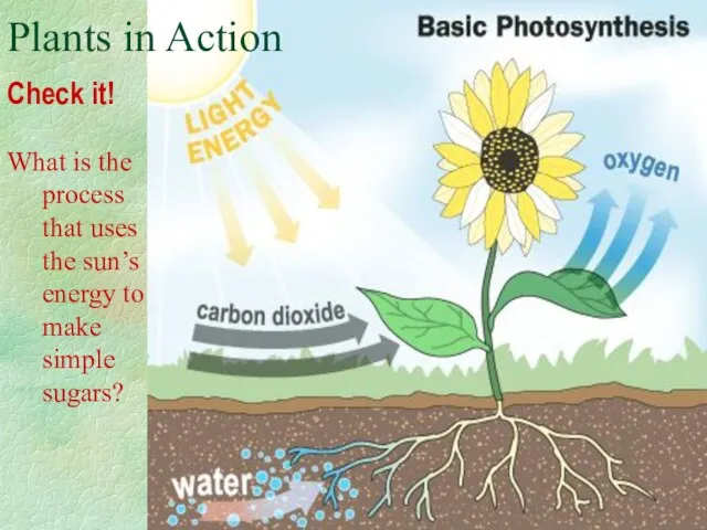Check it! Plants in Action What is the process that uses