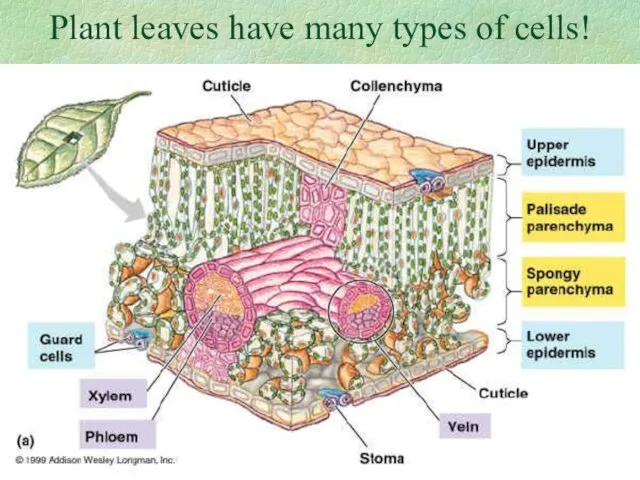 Plant leaves have many types of cells!