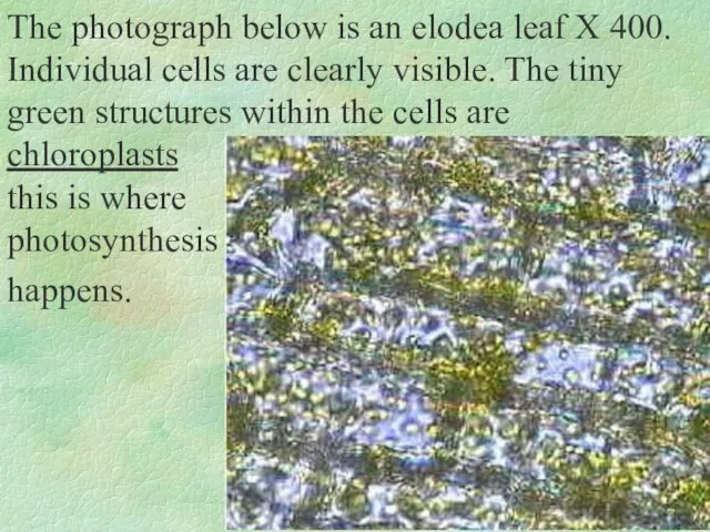 The photograph below is an elodea leaf X 400. Individual cells