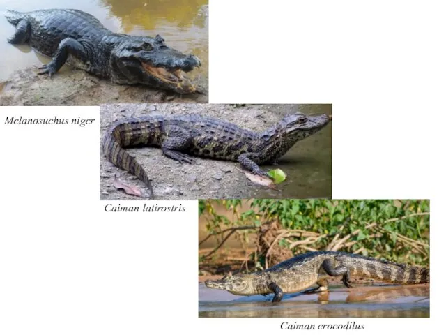 Melanosuchus niger Caiman latirostris Caiman crocodilus