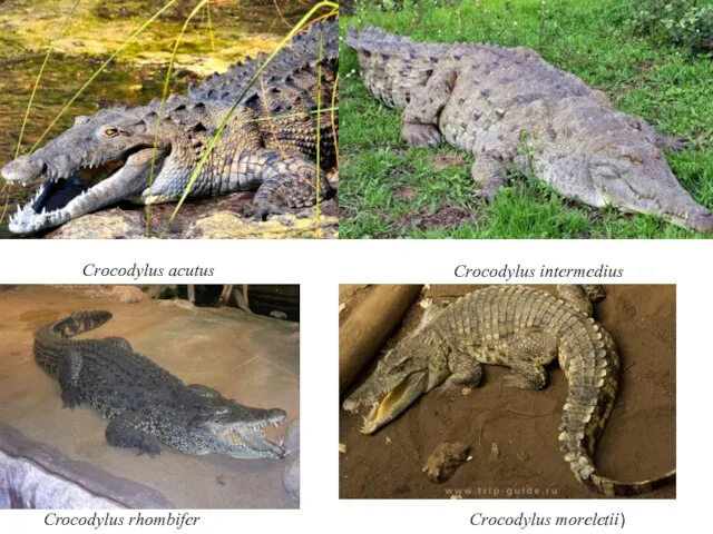 Crocodylus acutus Crocodylus intermedius Crocodylus rhombifer Crocodylus moreletii)