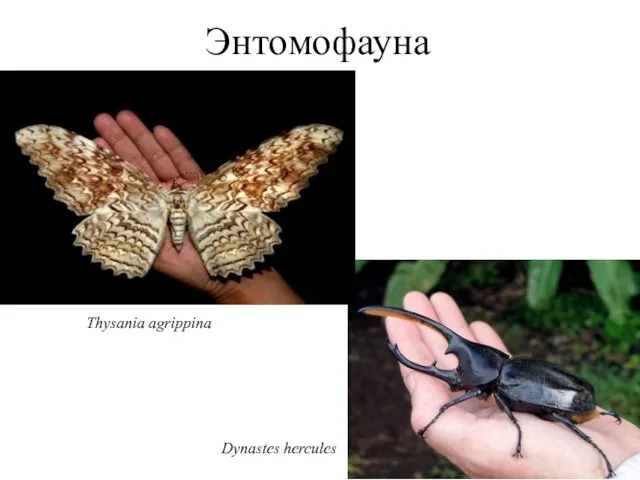 Энтомофауна Thysania agrippina Dynastes hercules